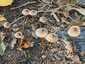 Sárgatejű kígyógomba (Mycena crocata), Bakony